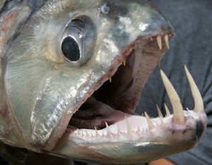 Vampire Tetra