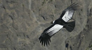 condor3