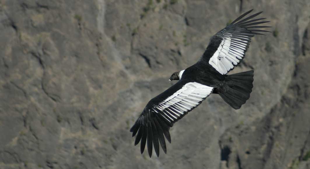 Condor des Andes Tropicarept
