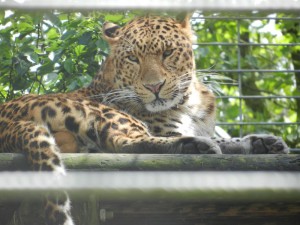 jagui