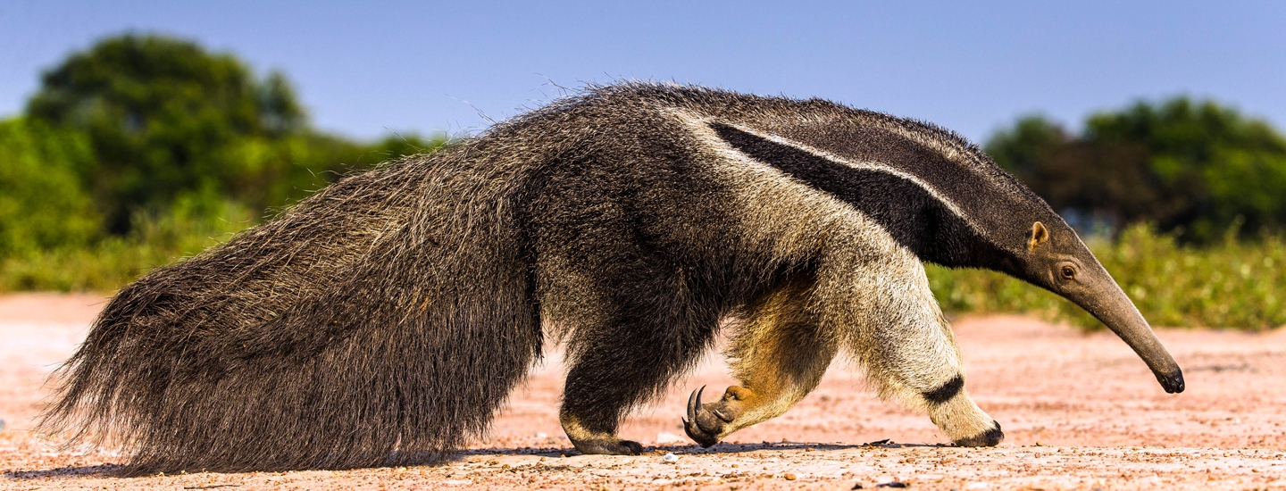 Tamanoir Tropicarept