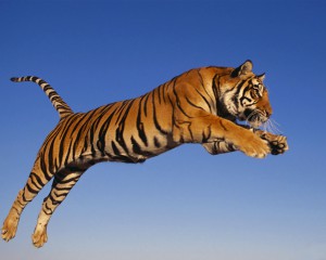 bengalis