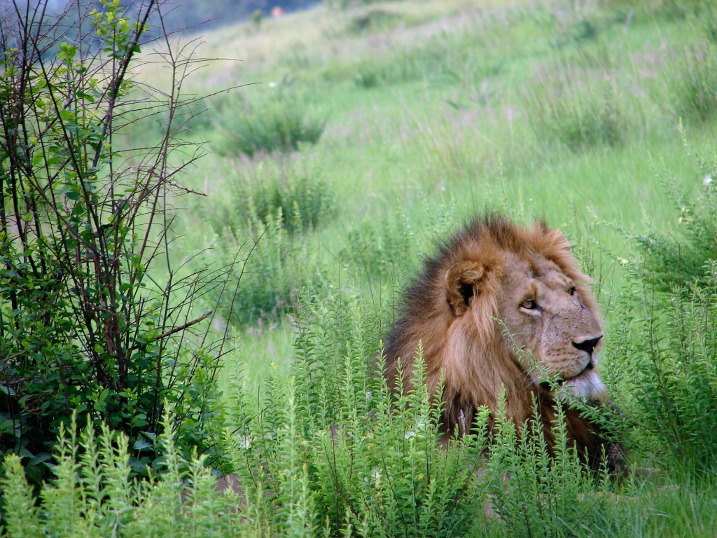 Lion du Congo Tropicarept