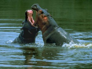 hippopotameA