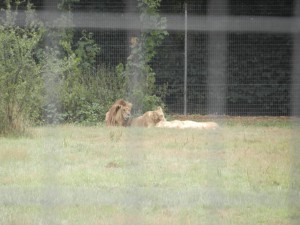 liontro