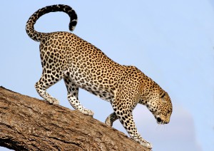 pardus