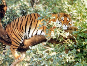 tiger13