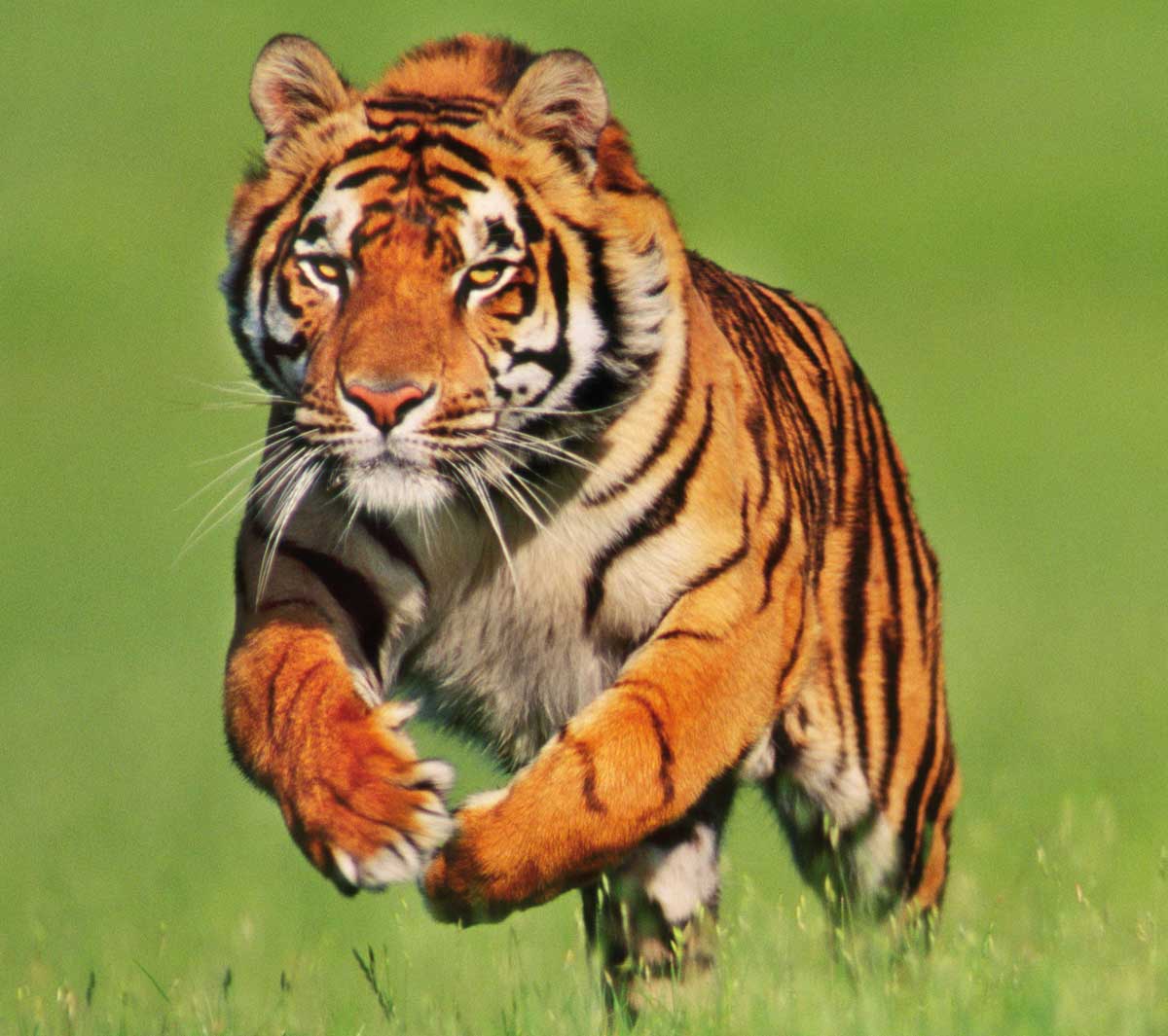 les tigres tropicarept