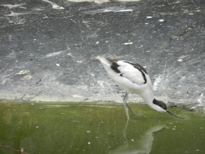 voli6