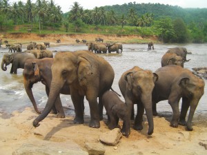 Éléphants (20)