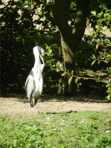 héroncendré