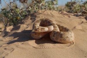 Cerastes-cerastes_11