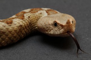 Vipera_ammodytes