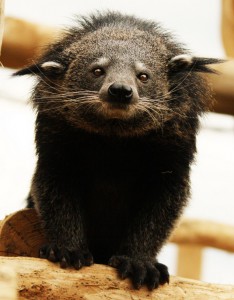 binturong_zoo_la_boissiere_du_dore_web_2016