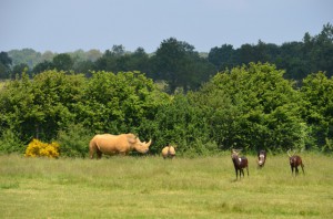 rhino