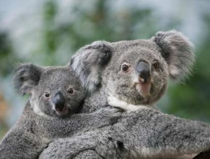 un_bebe_koala_au_zoo_de_beauval