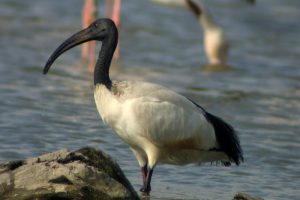ibis-sacre-800-3