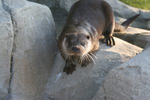 Arrivee-loutre-9-Copyright-Oceanopolis-630x0