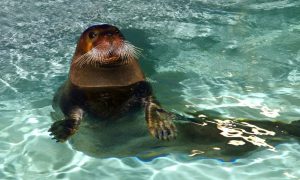 Phoque-a-moustaches2_Copyright-Oceanopolis