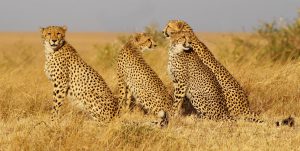 guepard-ompe-4