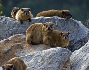 marmottes45k