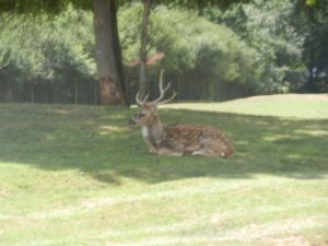 DSCN5410