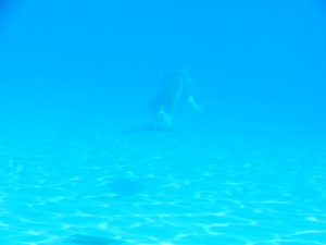 DSCN5477