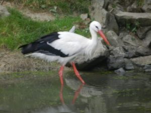DSCN5567