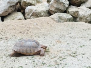 IMG_20160714_173953