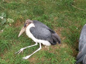 IMG_20160714_174027