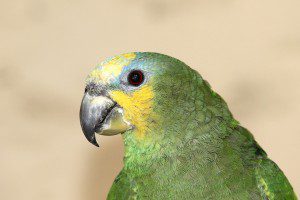 amazone_aourou1_gb
