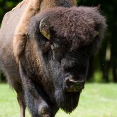 bisonamid