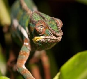 cameleon-05