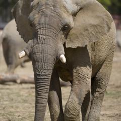elephant