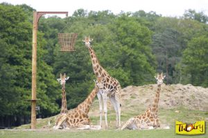 girafes-se-reposent-1