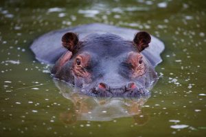 hippo-9