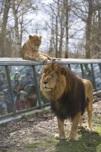 lions-et-tunnel