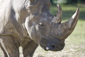 rhino03