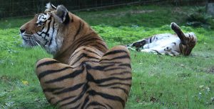 tigre-thoiry