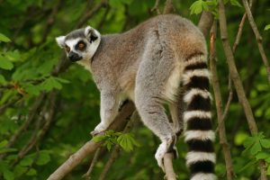 monkey Ring-tailed Lemur