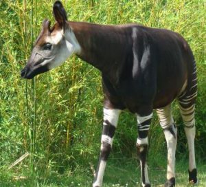 okapi
