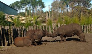 rhinoindien