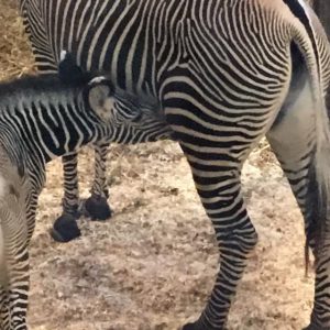 babyzebre
