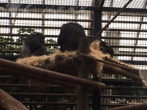 chimpanze