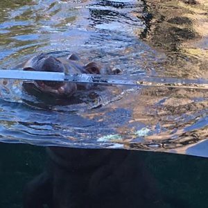 hippo