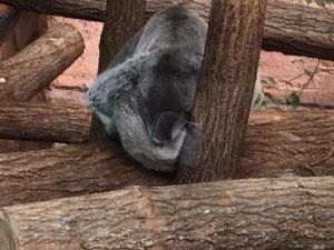 koala