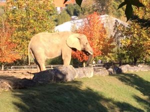 maleelephant