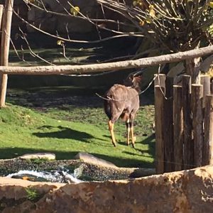 nyala