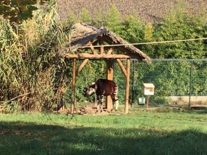 okapi