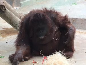 orang-borneo